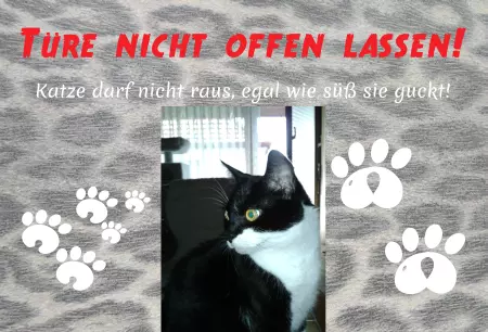  Katzen Türe nicht offen lassen! Bild